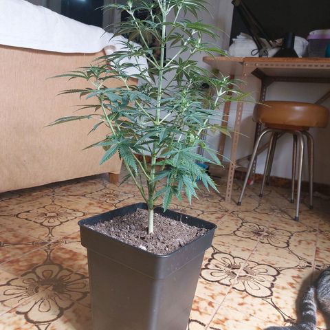 Somanta y Cherry Love Pie growlog timeline photo