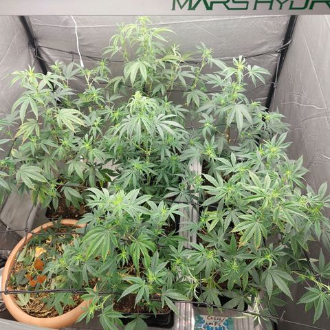 Somanta y Cherry Love Pie growlog timeline photo