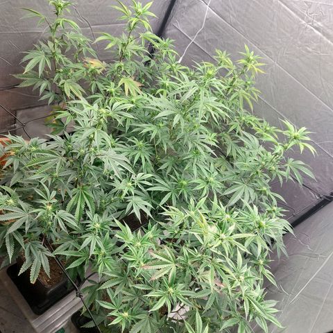 Somanta y Cherry Love Pie growlog timeline photo