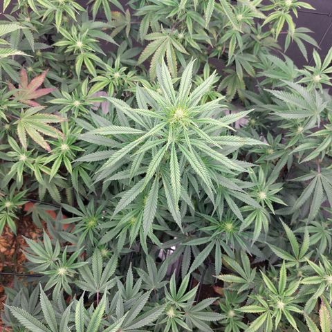 Somanta y Cherry Love Pie growlog timeline photo