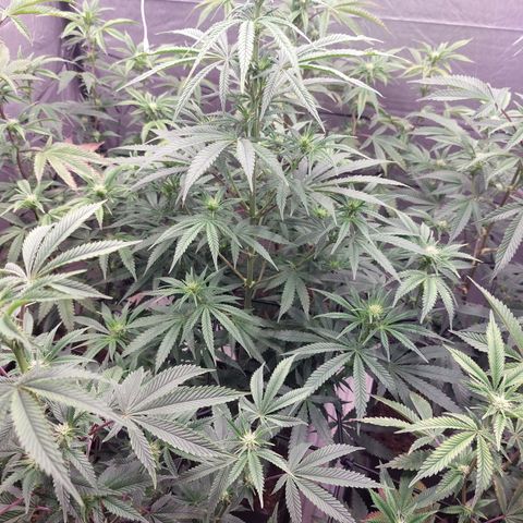 Somanta y Cherry Love Pie growlog timeline photo