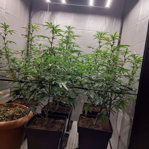 Somanta y Cherry Love Pie growlog timeline photo