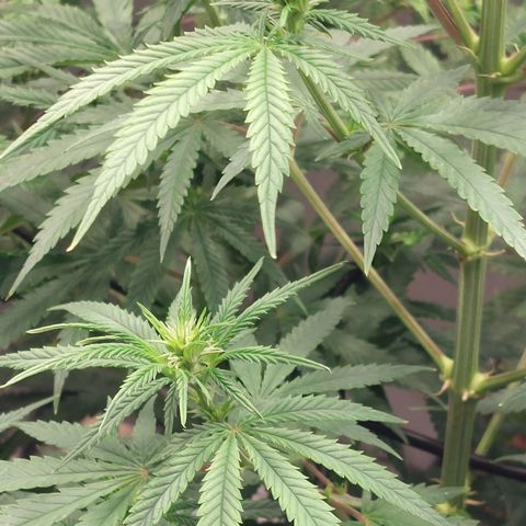 Somanta y Cherry Love Pie growlog timeline photo