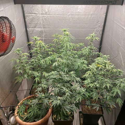 Somanta y Cherry Love Pie growlog timeline photo