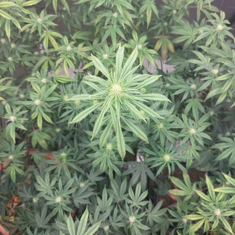 Somanta y Cherry Love Pie growlog timeline photo