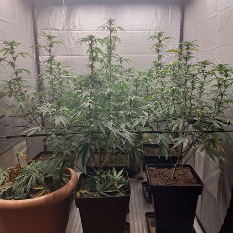 Somanta y Cherry Love Pie growlog timeline photo