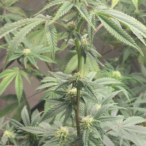Somanta y Cherry Love Pie growlog timeline photo