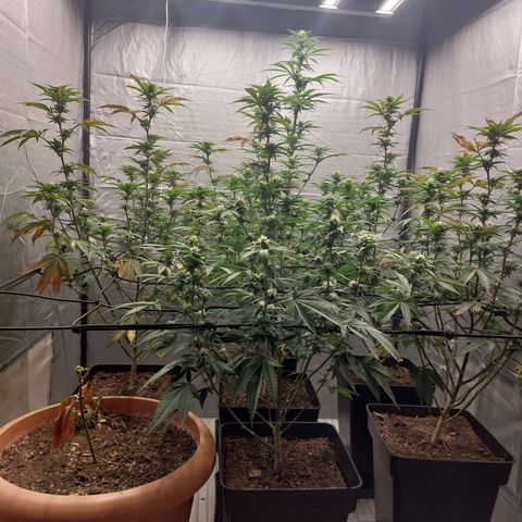 Somanta y Cherry Love Pie growlog timeline photo