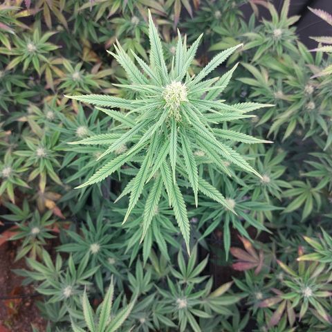 Somanta y Cherry Love Pie growlog timeline photo
