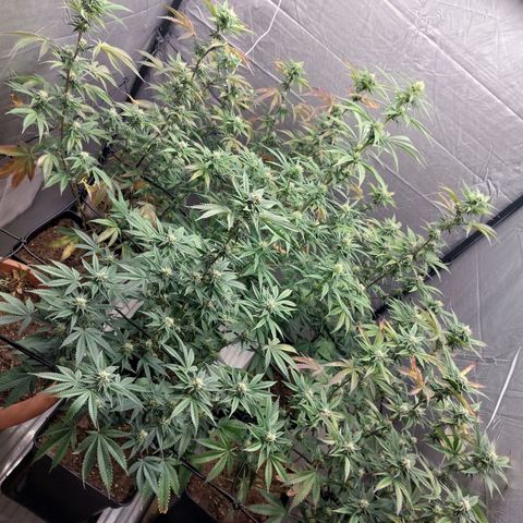 Somanta y Cherry Love Pie growlog timeline photo