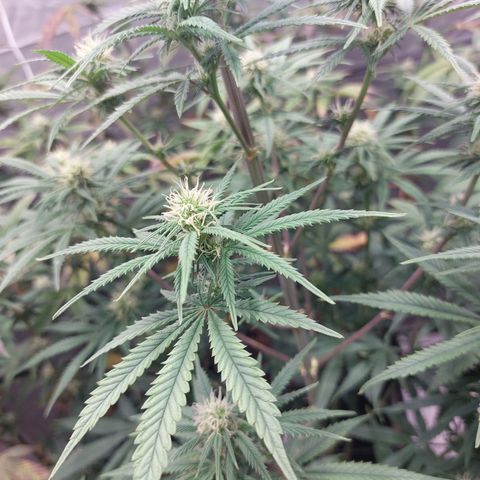 Somanta y Cherry Love Pie growlog timeline photo