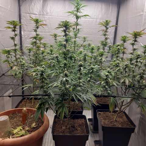 Somanta y Cherry Love Pie growlog timeline photo