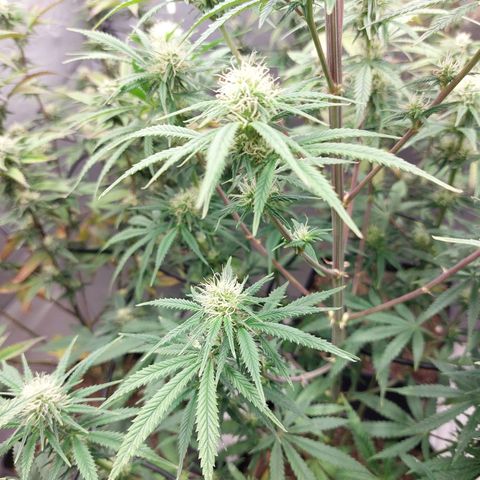 Somanta y Cherry Love Pie growlog timeline photo