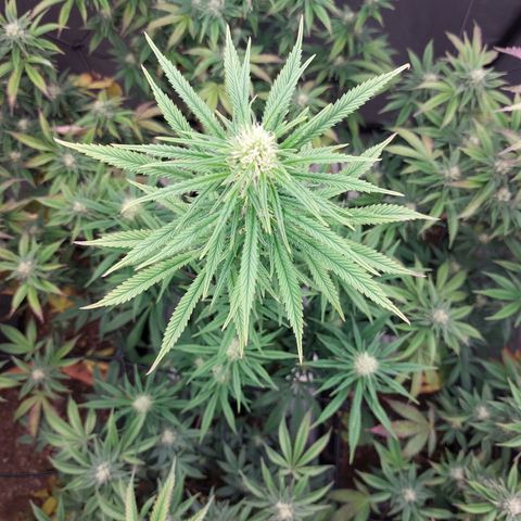 Somanta y Cherry Love Pie growlog timeline photo