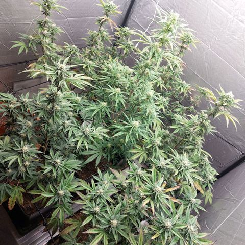 Somanta y Cherry Love Pie growlog timeline photo