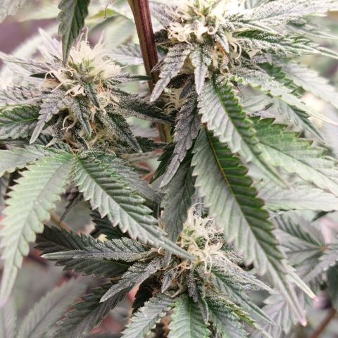 Somanta y Cherry Love Pie growlog timeline photo