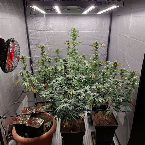 Somanta y Cherry Love Pie growlog timeline photo