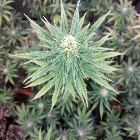 Somanta y Cherry Love Pie growlog timeline photo
