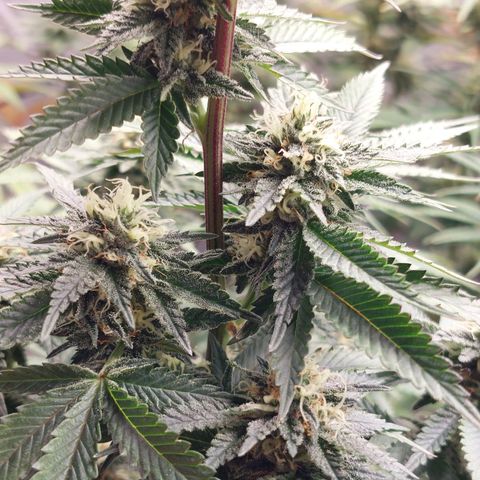 Somanta y Cherry Love Pie growlog timeline photo