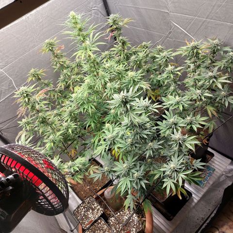 Somanta y Cherry Love Pie growlog timeline photo