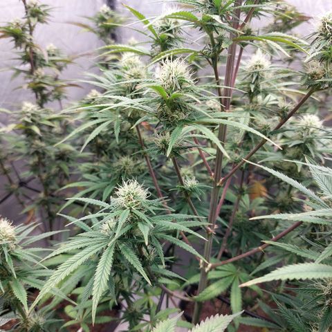 Somanta y Cherry Love Pie growlog timeline photo