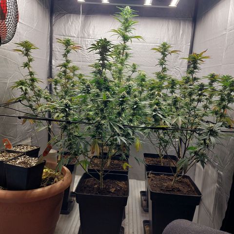 Somanta y Cherry Love Pie growlog timeline photo