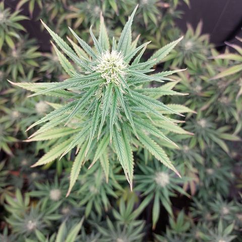 Somanta y Cherry Love Pie growlog timeline photo
