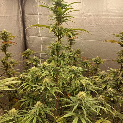 Somanta y Cherry Love Pie growlog timeline photo