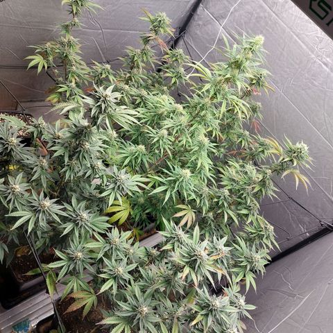 Somanta y Cherry Love Pie growlog timeline photo