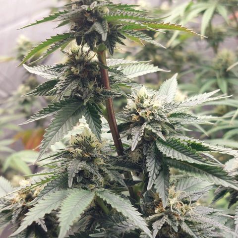 Somanta y Cherry Love Pie growlog timeline photo