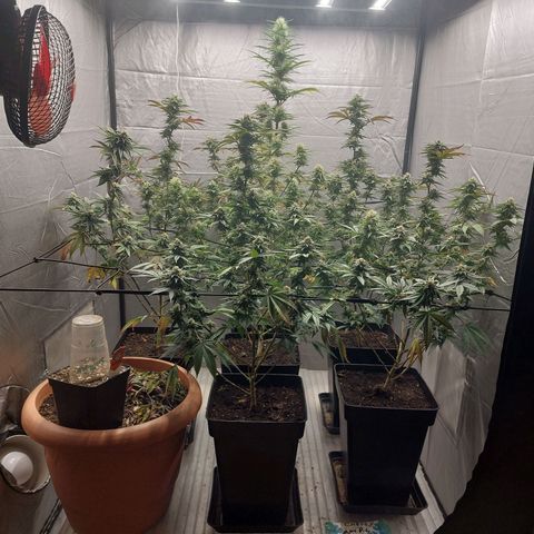 Somanta y Cherry Love Pie growlog timeline photo