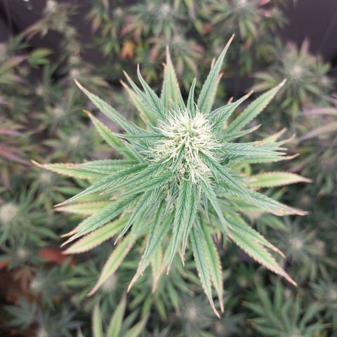 Somanta y Cherry Love Pie growlog timeline photo