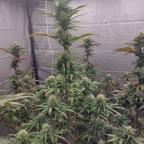 Somanta y Cherry Love Pie growlog timeline photo