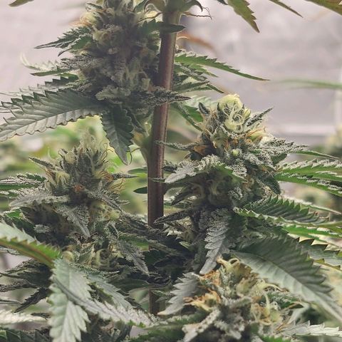 Somanta y Cherry Love Pie growlog timeline photo