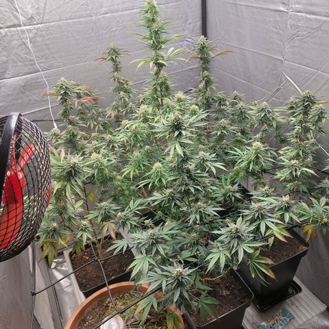 Somanta y Cherry Love Pie growlog timeline photo