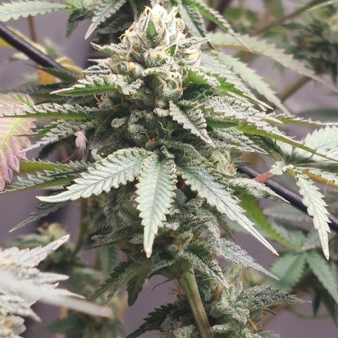 Somanta y Cherry Love Pie growlog timeline photo