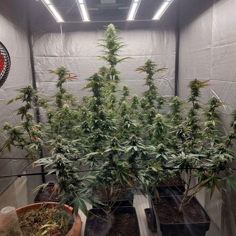 Somanta y Cherry Love Pie growlog timeline photo