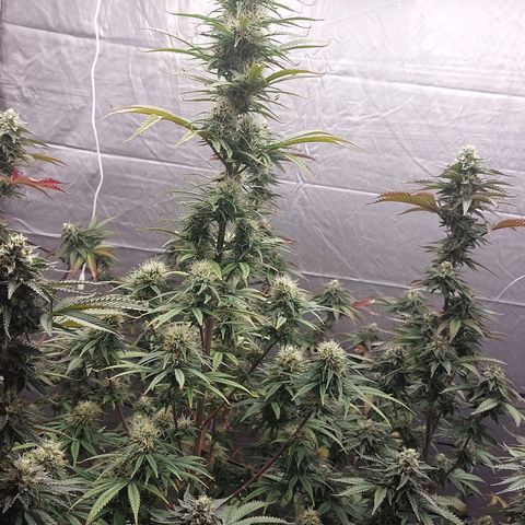 Somanta y Cherry Love Pie growlog timeline photo