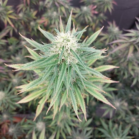 Somanta y Cherry Love Pie growlog timeline photo
