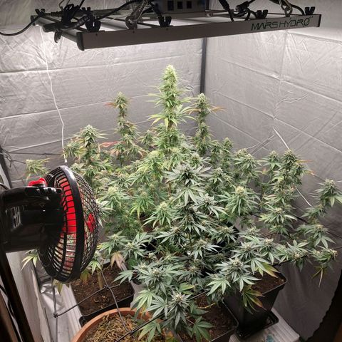 Somanta y Cherry Love Pie growlog timeline photo