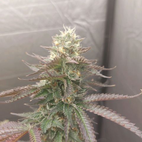Somanta y Cherry Love Pie growlog timeline photo