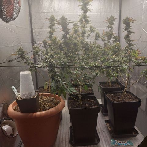 Somanta y Cherry Love Pie growlog timeline photo