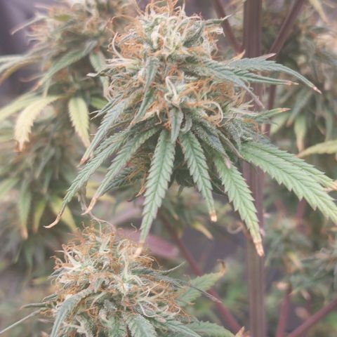 Somanta y Cherry Love Pie growlog timeline photo