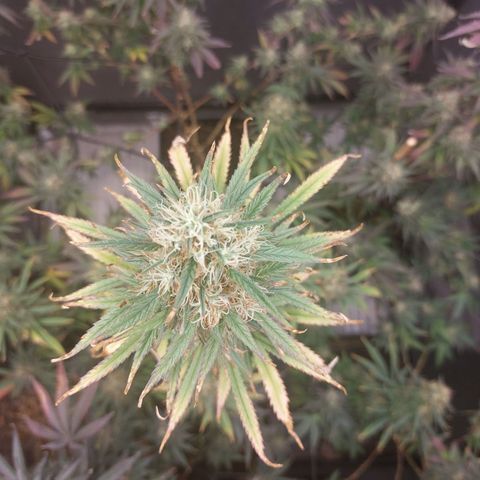 Somanta y Cherry Love Pie growlog timeline photo