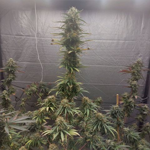 Somanta y Cherry Love Pie growlog timeline photo