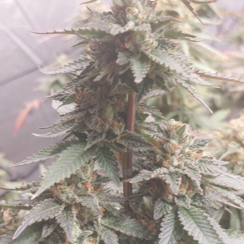 Somanta y Cherry Love Pie growlog timeline photo