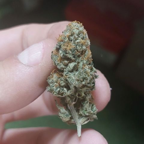 Somanta y Cherry Love Pie growlog photo: Cherry  seca