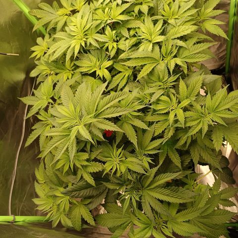 Lemon Ice Cream  growlog timeline photo