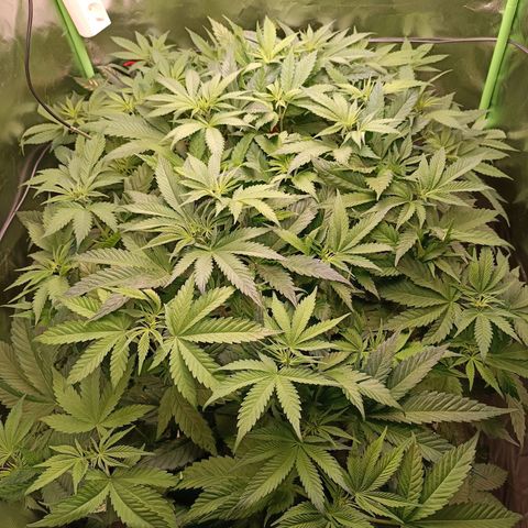 Lemon Ice Cream  growlog timeline photo
