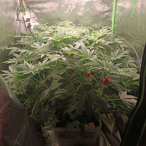 Lemon Ice Cream  growlog timeline photo
